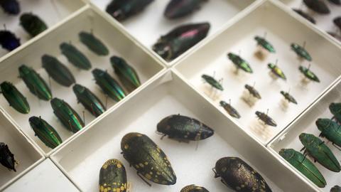 Assorted colorful beetles in compartments of a fossil display case