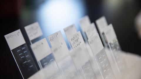 Closeup of microscope slides arranged vertically in rows.