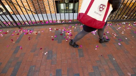Person holding a Harvard tote bag walking down a sidewalk scattered with pink and red flower petals.